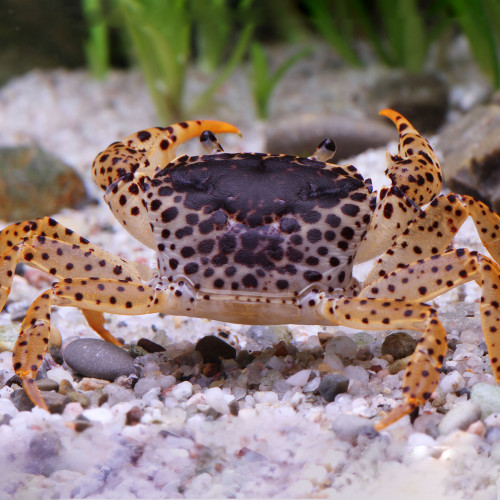 Parathelphusa pantherina, crabe lepoard