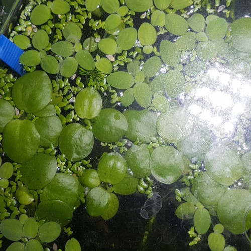 Pistia stratiotes