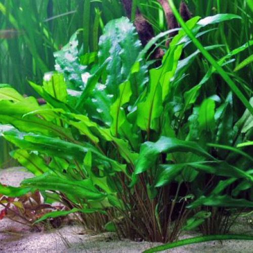 Cryptocoryne wendtii ''brown''