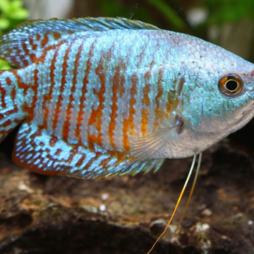 gourami nain mâle