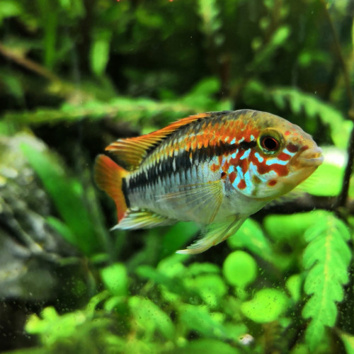 Jeune mâle apistogramma Macmasteri