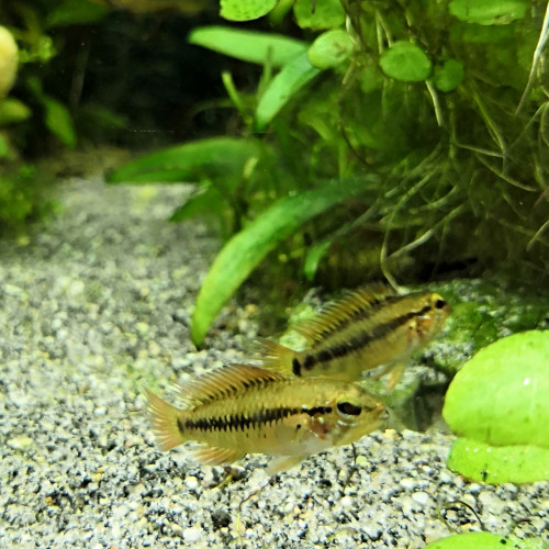 Jeune mâle apistogramma Macmasteri