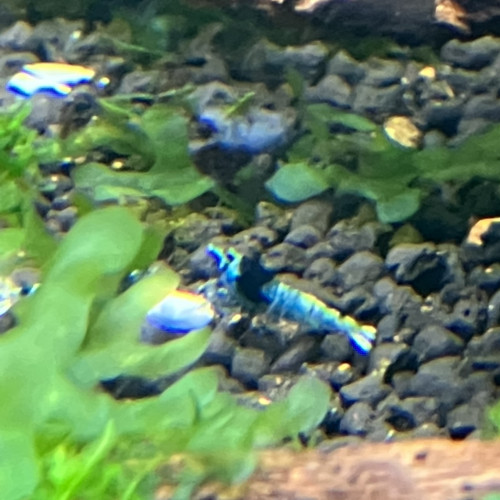 Caridina cantonensis mosura blue shadow