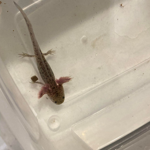 axolotl