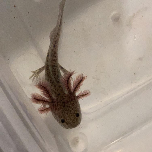 axolotl