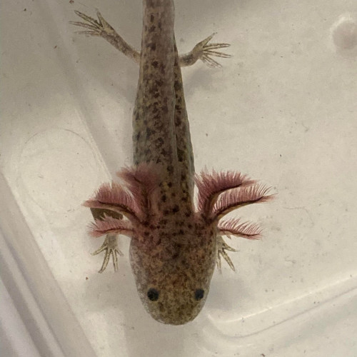 axolotl