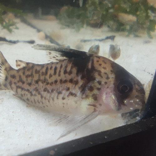 Corydoras leucomelas