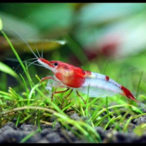 Neocaridina rili red