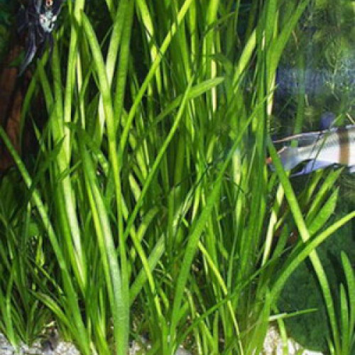 Vallisneria