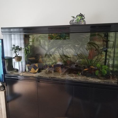 Aquarium à vendre