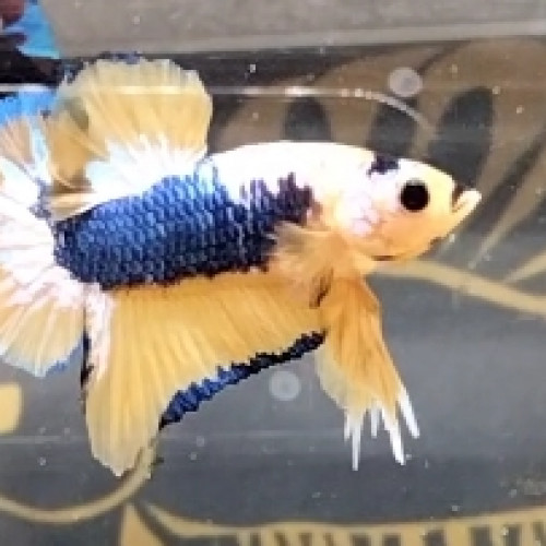 Betta plakat Mâle Yellow Fancy