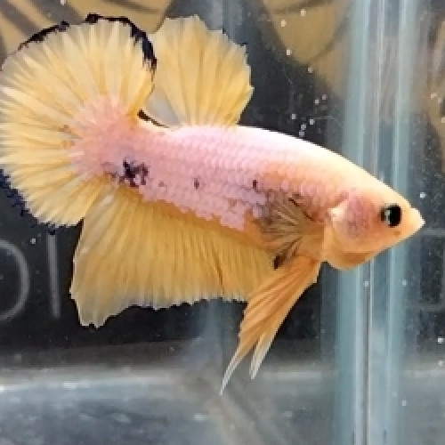 Betta plakat Mâle Yellow Fancy 12