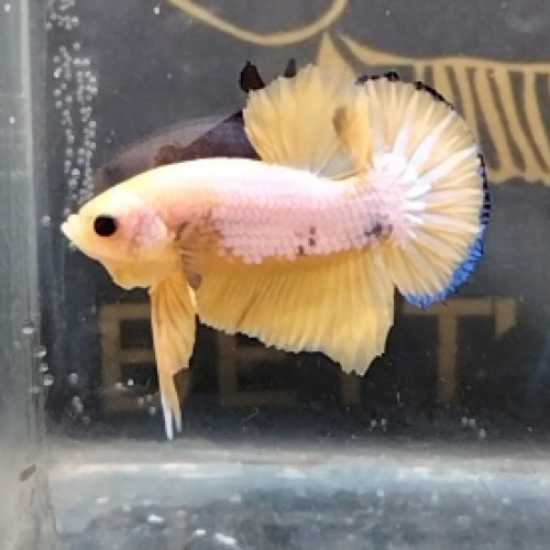 Betta plakat Mâle Yellow Fancy 12