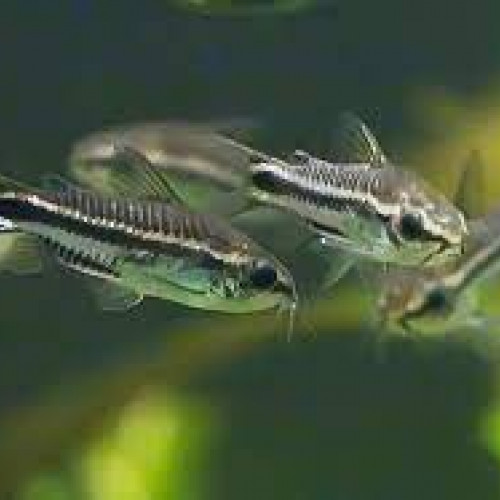 Corydoras Pygmaeus / Pygmés