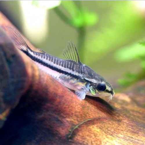 Corydoras Pygmaeus / Pygmés