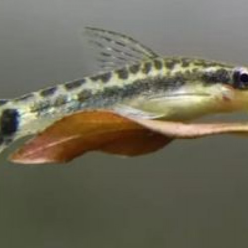 Otocinclus affinis