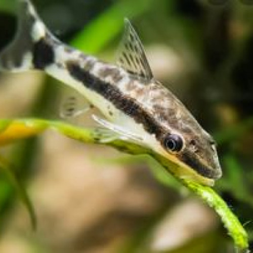 Otocinclus affinis