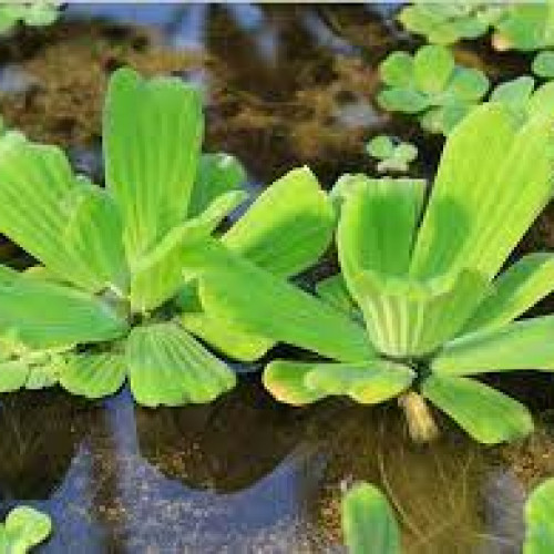 Gros lot de plantes flottantes a petit prix !
