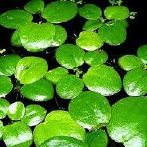 Gros lot de plantes flottantes a petit prix !