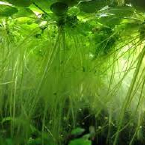 Gros lot de plantes flottantes a petit prix !