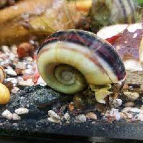 Escargots marisa