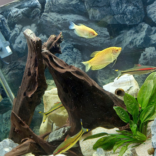 Vend aquarium OSAKA 260 Fluval Meuble noir