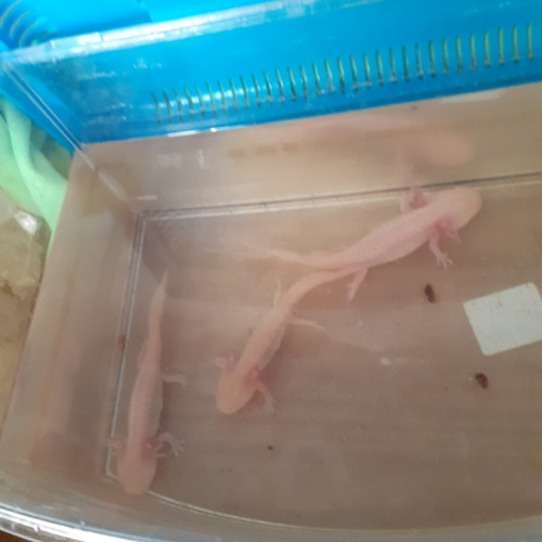 jeunes axolotl