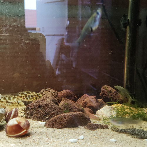 Vente poissons