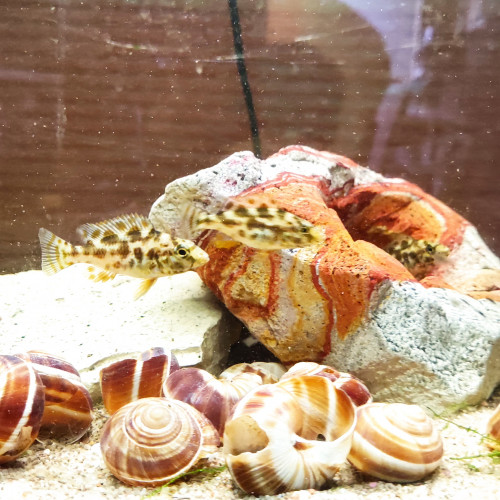 Vente poissons