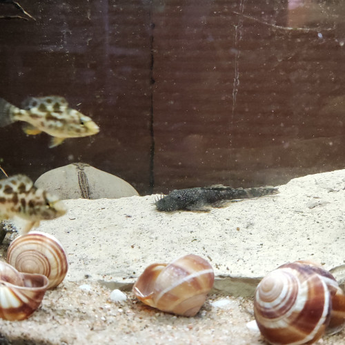 Vente poissons