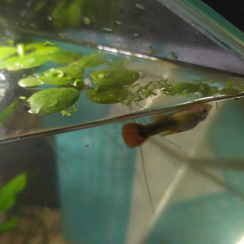 Jeune guppy mâles