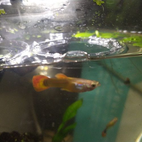 Jeune guppy mâles