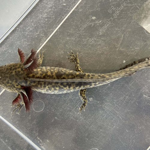 Acheter axolotl sauvage femelle 23 cm