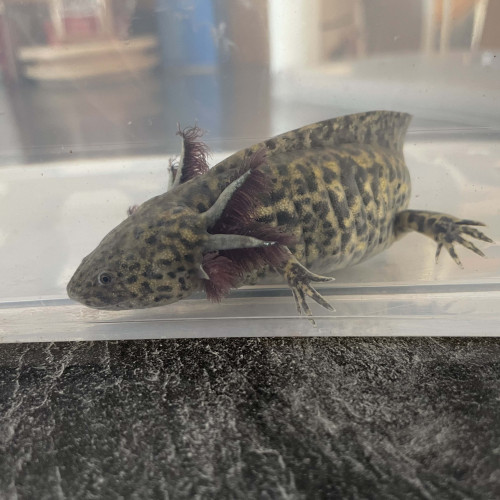Axolotl Sauvage  Femelle 23 cm