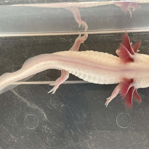 Axolotl Leucistique 20 cm