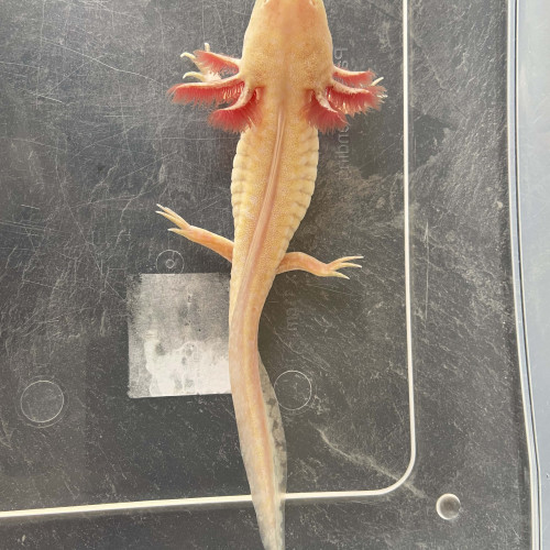 Acheter axolotls gold 20 cm