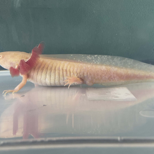 Acheter axolotls gold 20 cm
