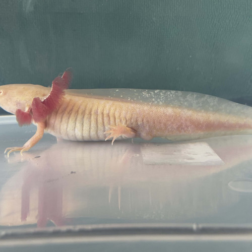 Axolotls Gold 20 cm