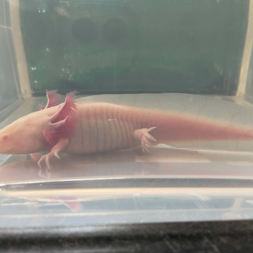 Axolotl Albinos 20 cm