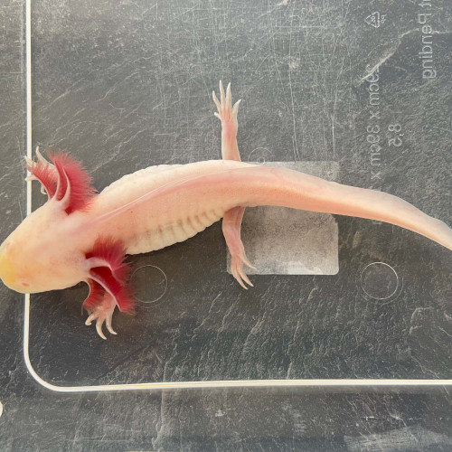 Axolotl Albinos 20 cm