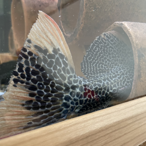 8 L114 Pseudacanthicus  leopardus