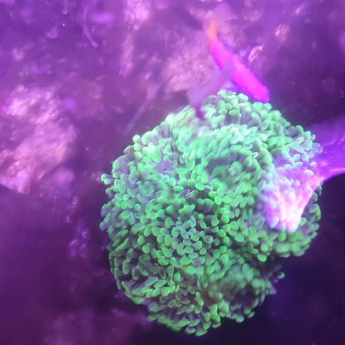 euphyllia paraancora 10 têtes minimum