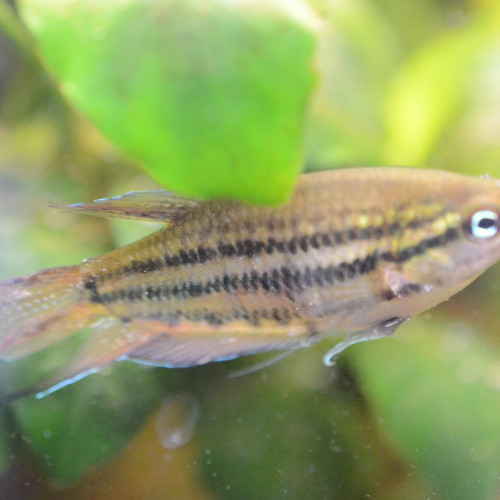 Trichopsis Vittata - Gourami grogneur