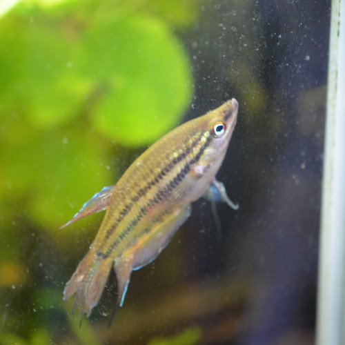 Trichopsis Vittata - Gourami grogneur