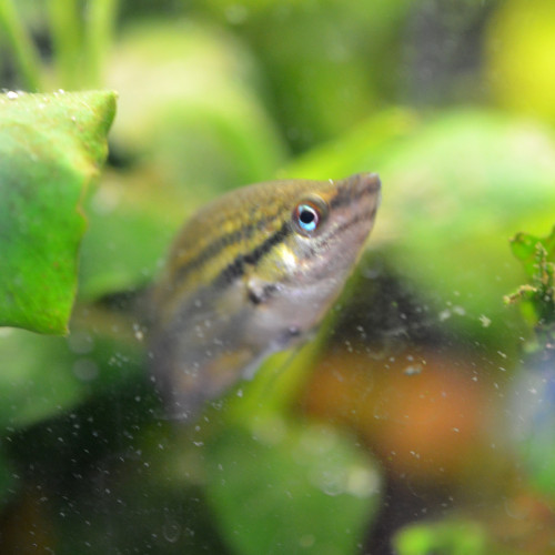 Trichopsis Vittata - Gourami grogneur