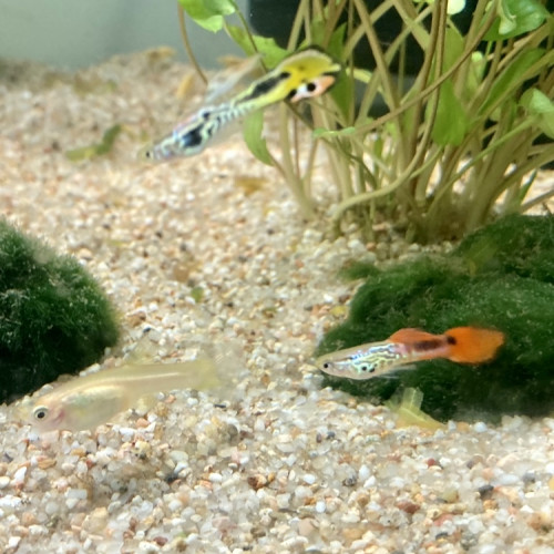 Guppy endler