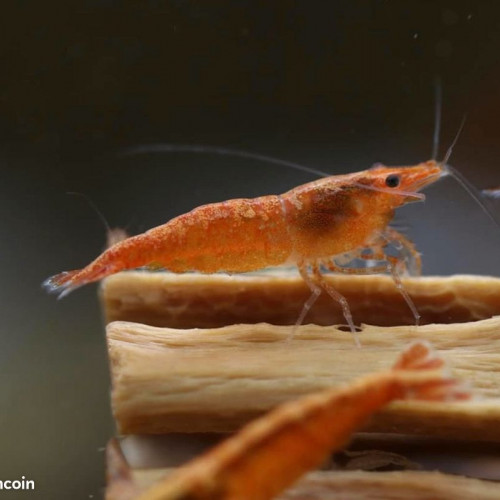 Lot Crevettes Sunkist Orange