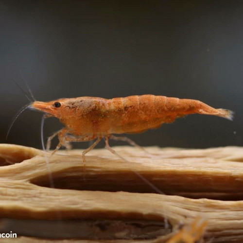 Lot Crevettes Sunkist Orange