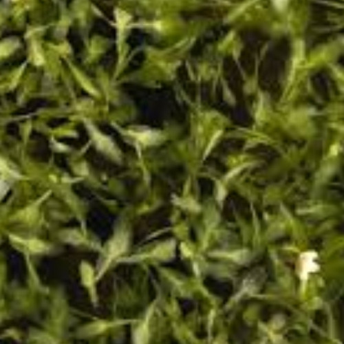 Cherche lentilles d eau trilobées ( lemna trisulca )