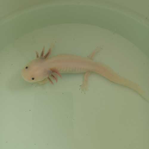 Axolotl